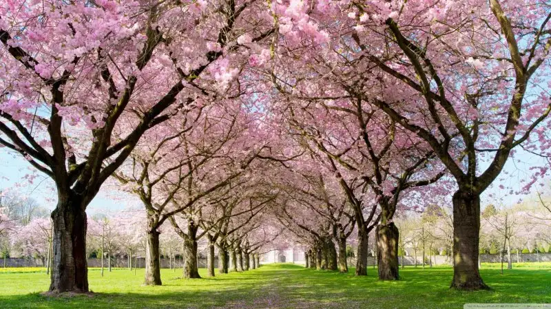 park_pathway_spring-wallpaper-1366x768.webp