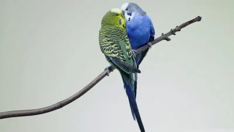 parrots_kiss-wallpaper-1024x576.webp