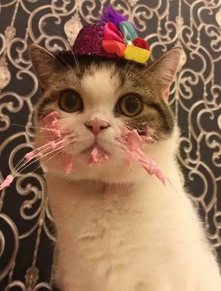 pasta-yiyen-kedi-tatlı-patiliyo-4.webp