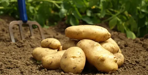 patates-620x315.webp