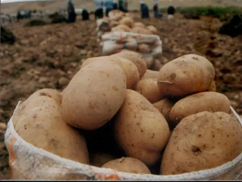 patates.webp