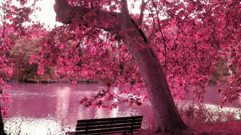 Pembe_yaprakl_aa.webp