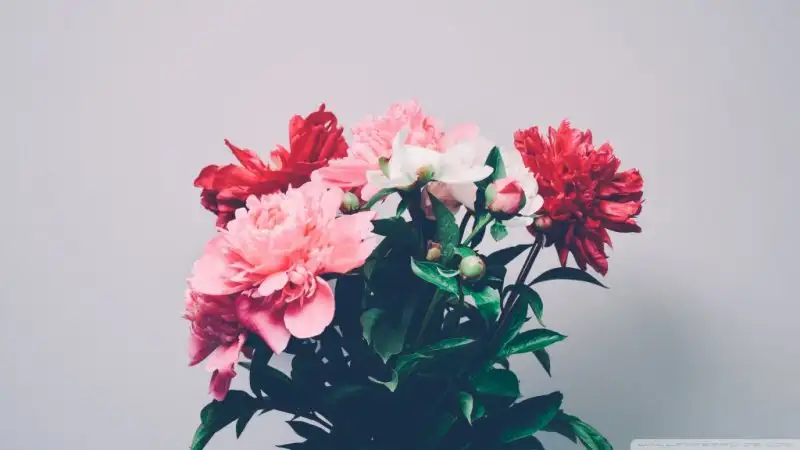 peonies_bouquet-wallpaper-1024x576.webp
