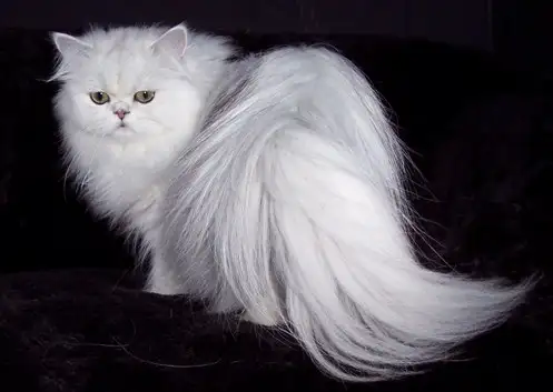 persian-cat.webp