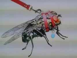 pet_fly__by_adorableeric-d4ynz7d.webp