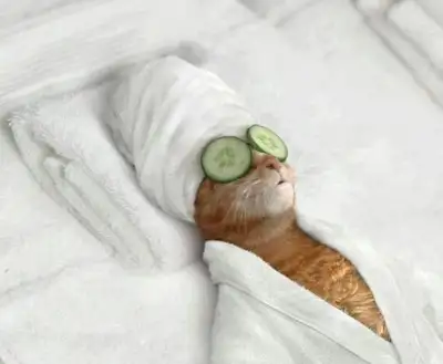 pets1.webp