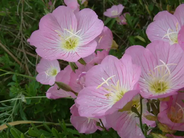 Photos%20Use_Oenothera%20speciosa%20fl.webp