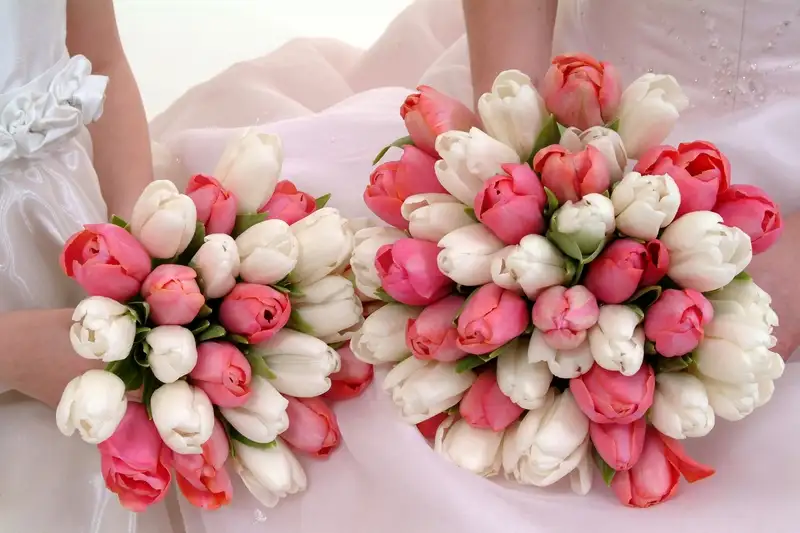 pink-white-tulips.webp