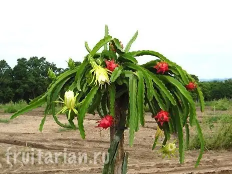 Pitahaya_grow_02.webp