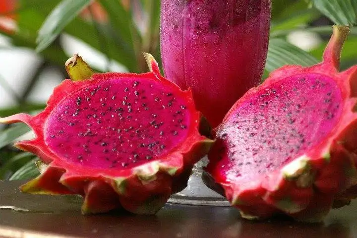 pitaya_meyvesi_nasil_yenir.webp