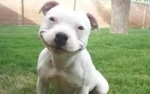 pitbull-rape.webp