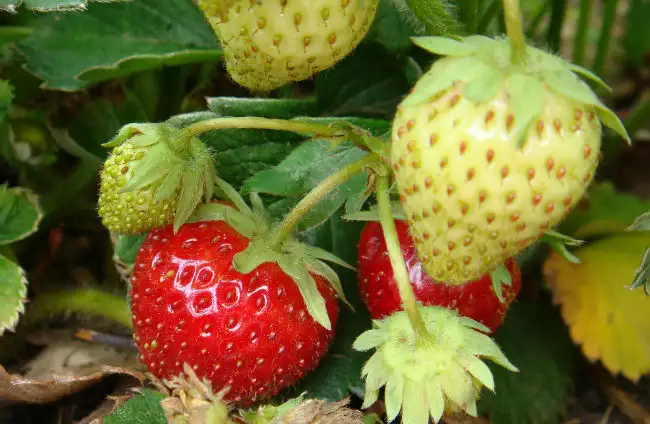 planta-de-fresa-1.webp