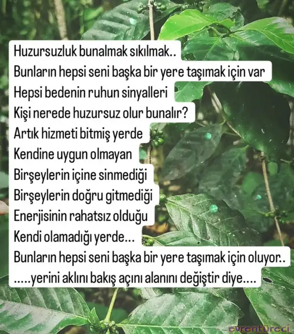 plü1.webp