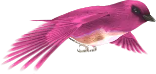 pngkularforumelele8kku9w.webp