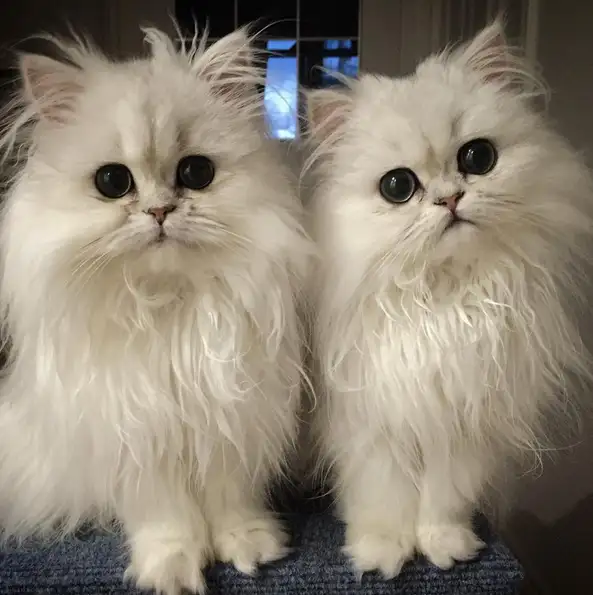 pofuduk-kediler-tüylü-kediler-guzel-cins-kedi-patiliyo-1.webp