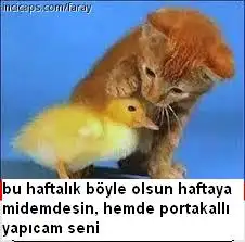 portakal.webp