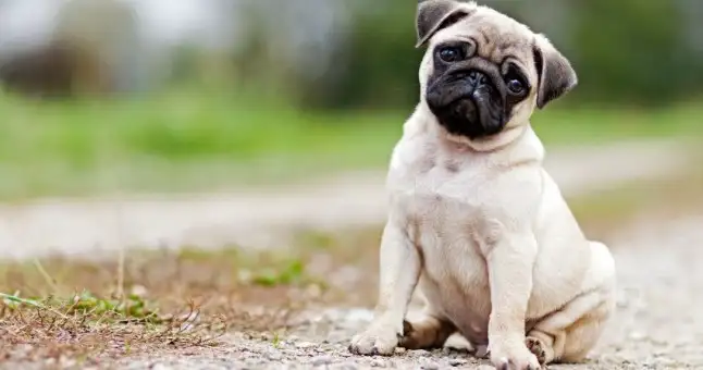 pug-nasil-egitilir_646x340.webp