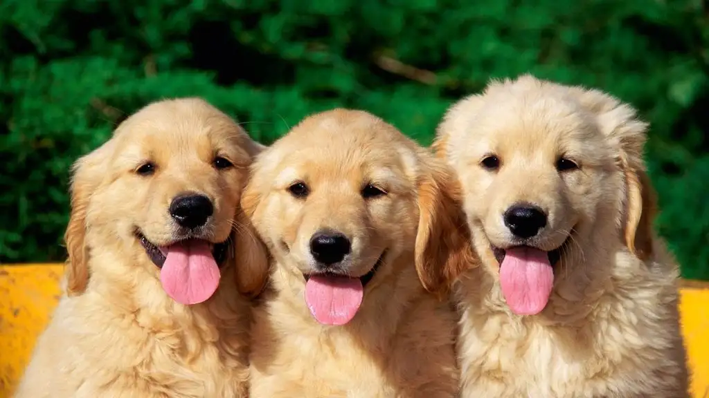 puppies.webp