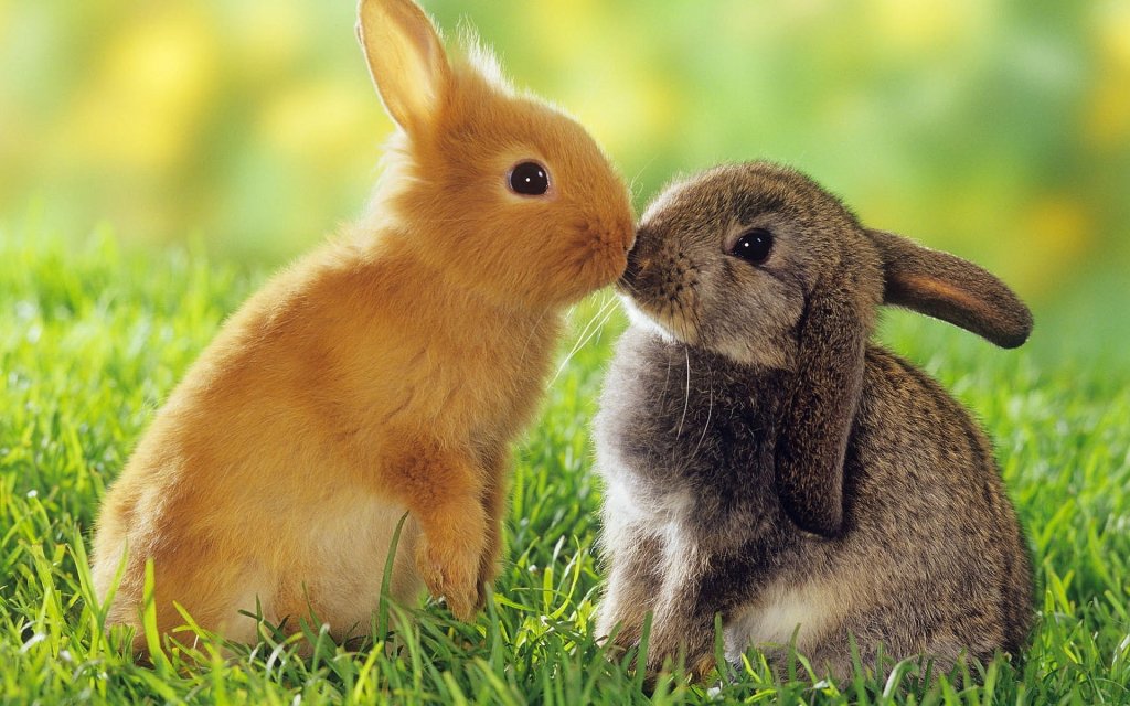 Rabbits-Kiss.jpg