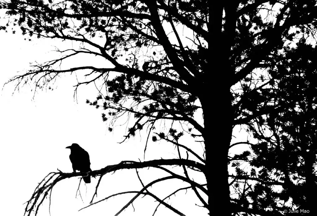 raven-black-bird-tree.webp