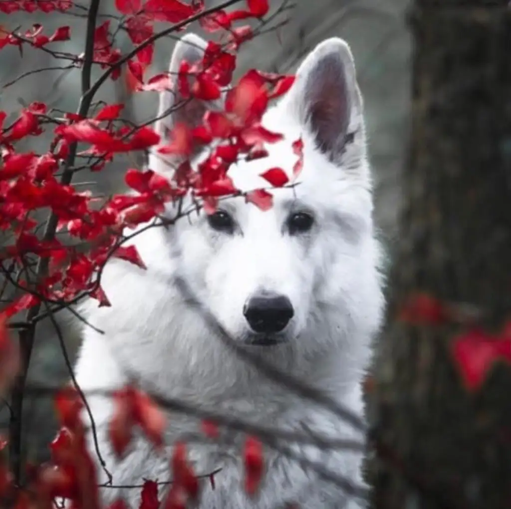 red (1).webp