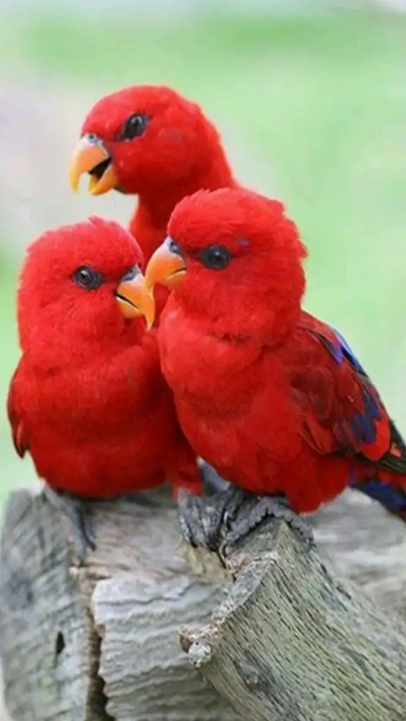 Red_Parrots-wallpaper-10635440.webp