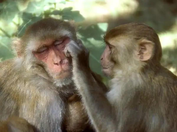 rhesus-monkey_685_600x450.webp