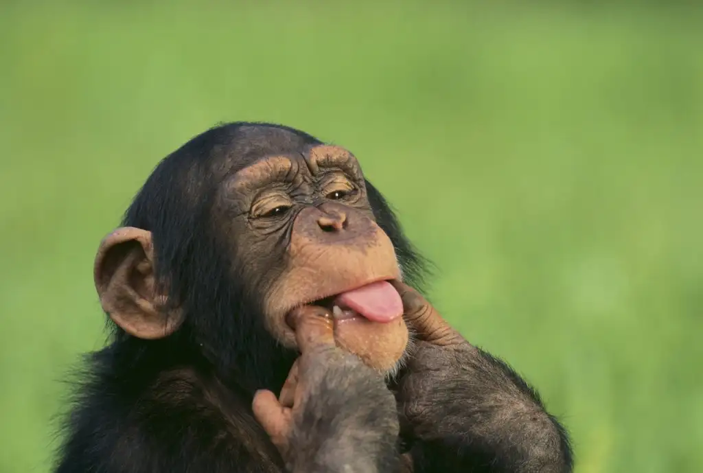 roguemonkeyblog.webp