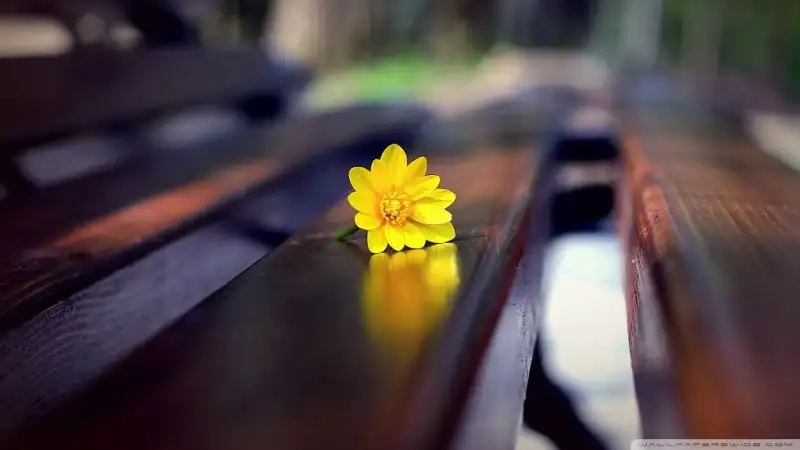romantic_bench-wallpaper-1024x576.webp