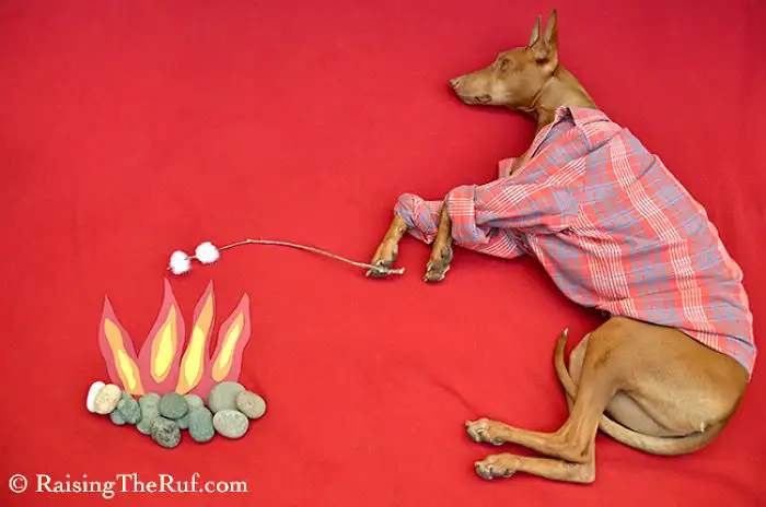 rufus-05.webp