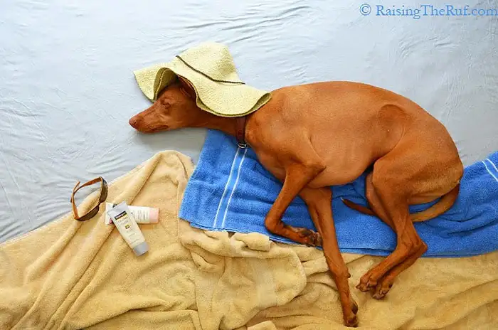 rufus-11.webp