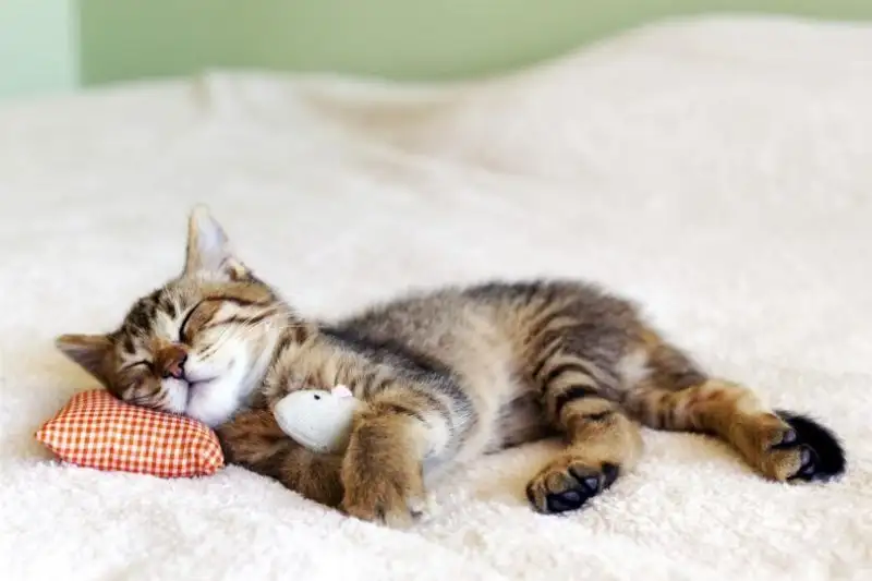 ruyada-uyuyan-kedi-810x540.webp