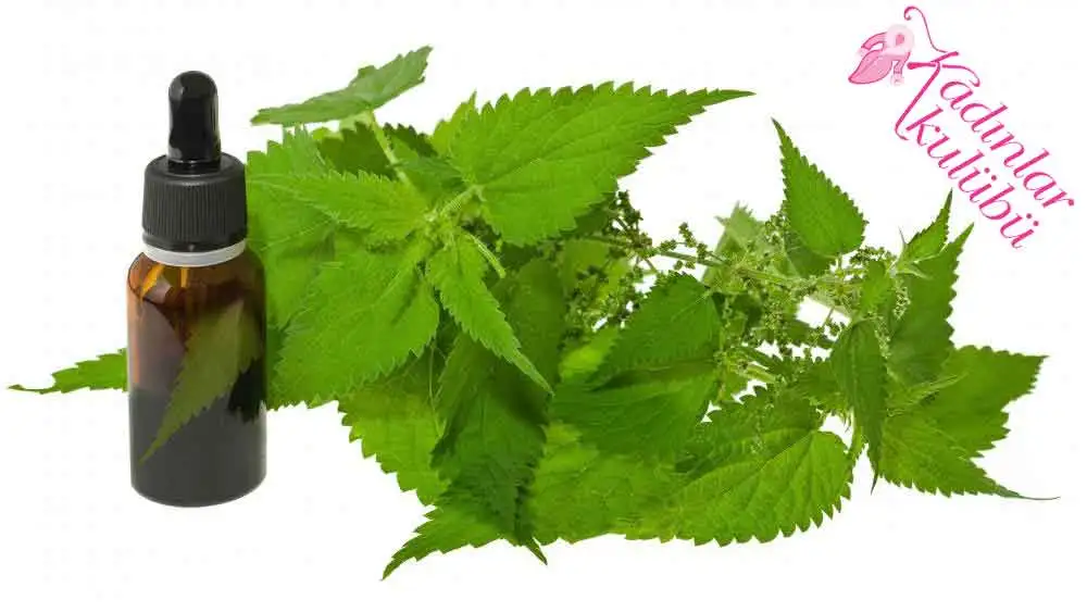 sac_cikaran_nane_yagi_kuru_tarifi.webp
