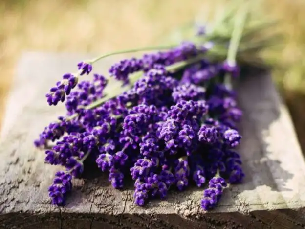 sac_dokulmesi_lavanta_kuru_tarifi.webp