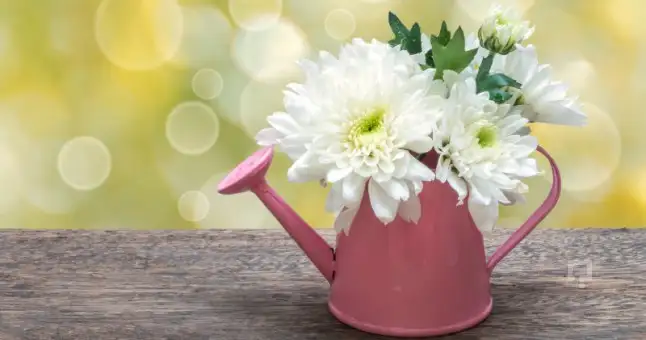 saksi-nasil-yapilir_646x340.webp