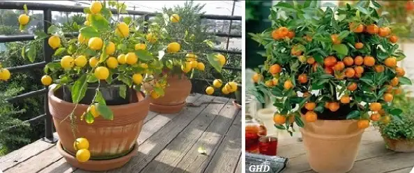 saksida-limon-portakal-yetistirmek.webp