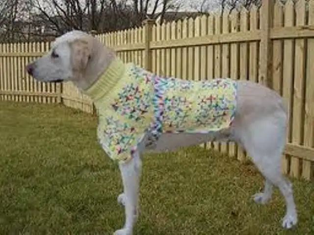 sarı-örgü-köpek-giysisi.webp