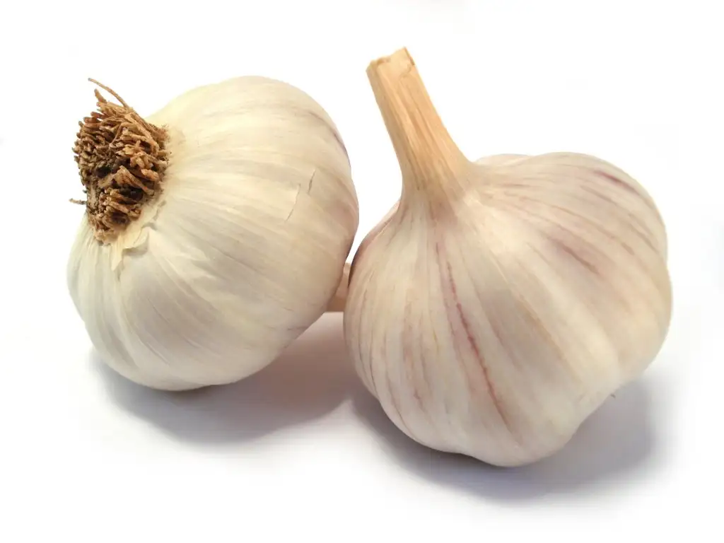 sarımsak_62623.webp