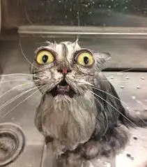 şaşkın kedi.webp
