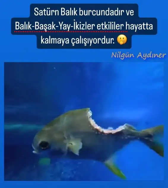 sat balık.webp
