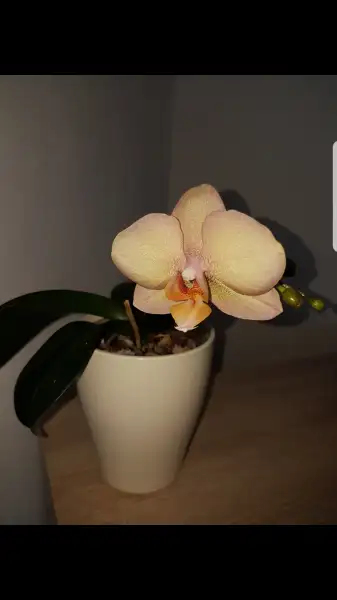 Screenshot_20170328-093206.webp