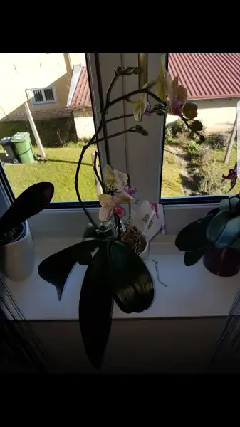 Screenshot_20170328-093246.webp