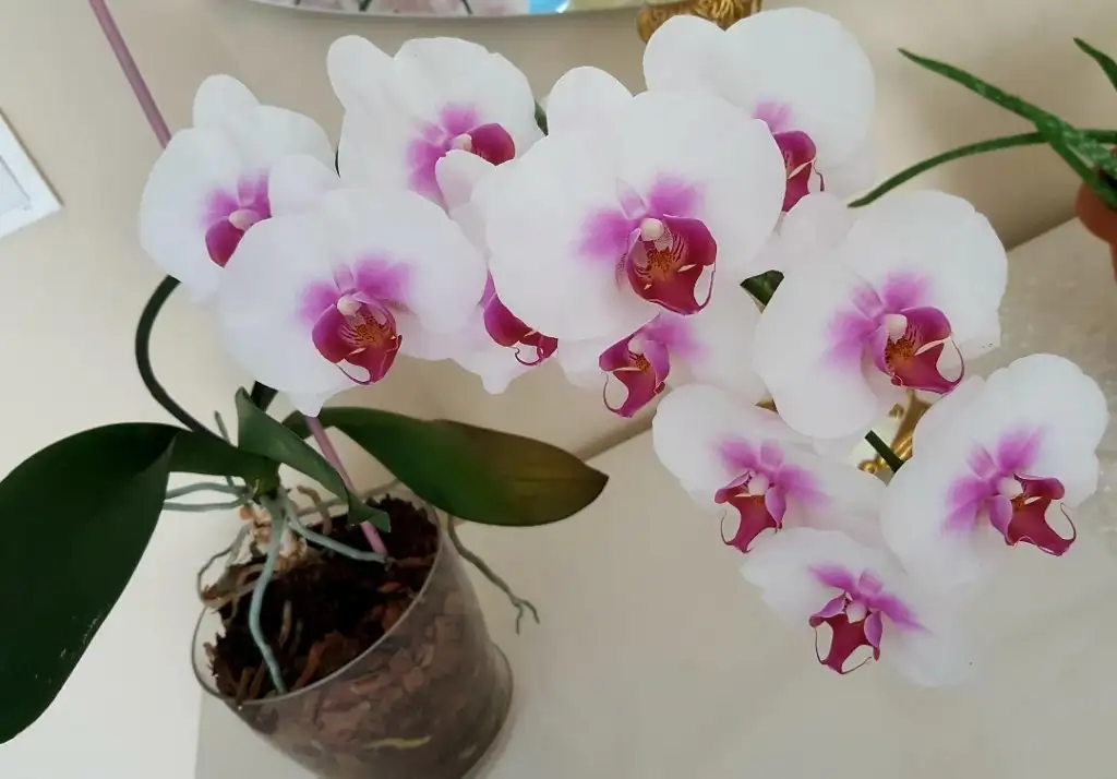 Screenshot_20200822-233806.webp