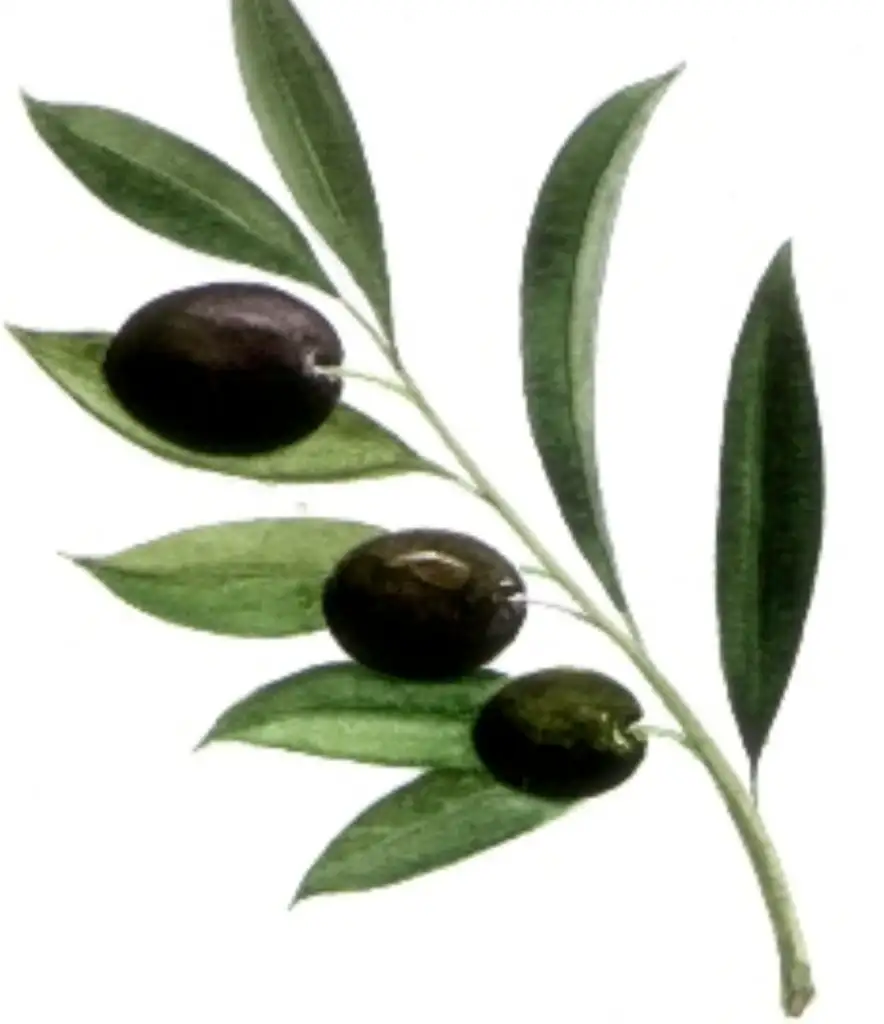 Screenshot_20200903-150335_Google.webp