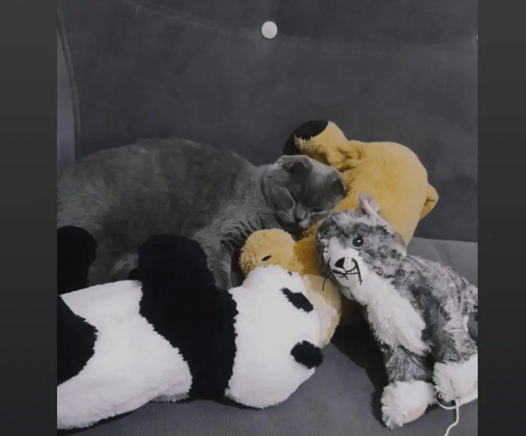 Screenshot_20201115-232028_Gallery.webp