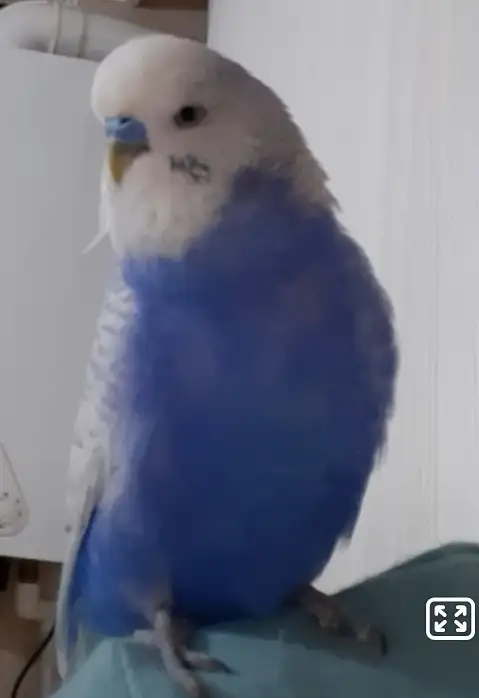 Screenshot_20211008-235357_Video Player.jpg