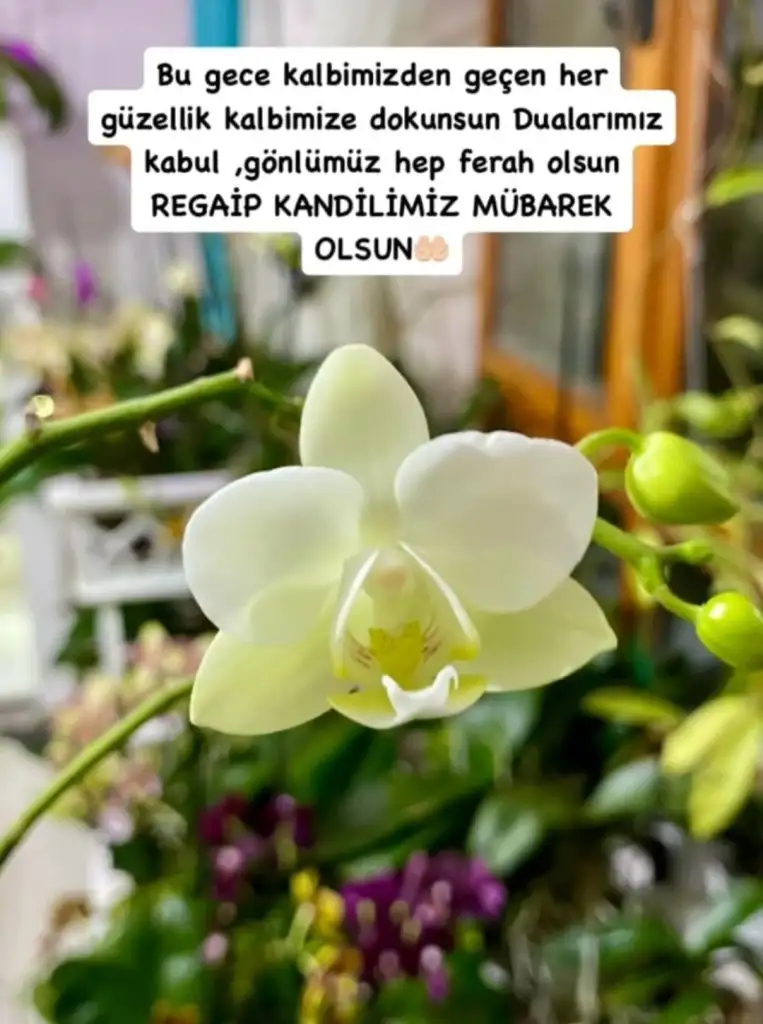 Screenshot_20250102-195122_WhatsApp.webp