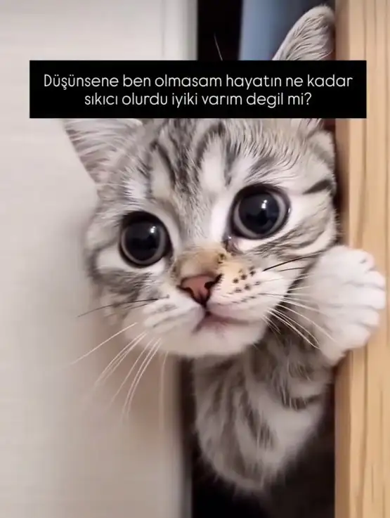 Screenshot_20250310-200759_Instagram.webp