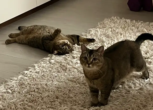 Screenshot_20260811-105643.webp