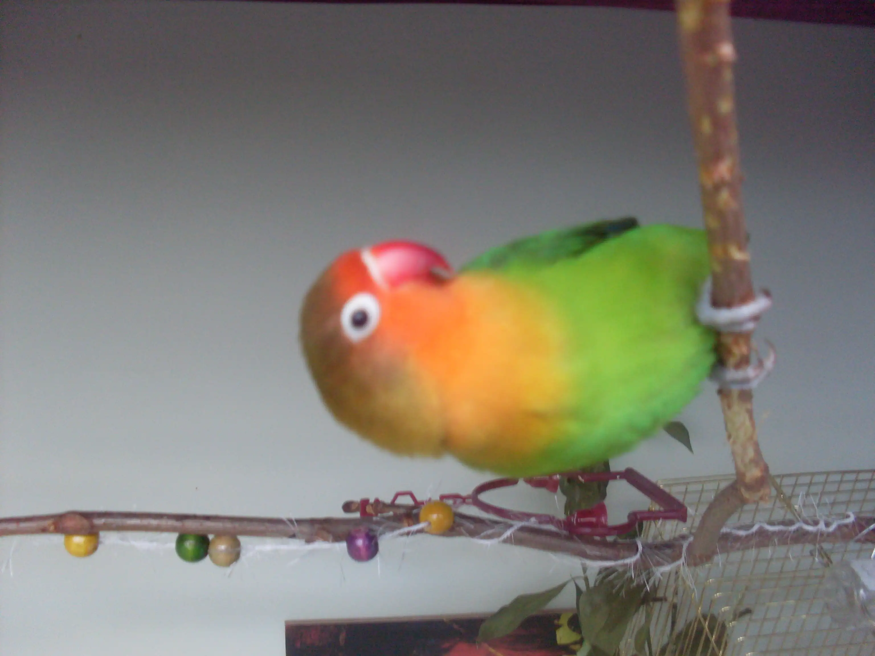 SDC16270 - Kopya.webp